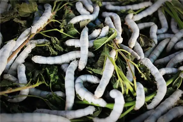 Dream Interpretation Feeding Silkworms Meaning at NuvoraDream-DreamDecode