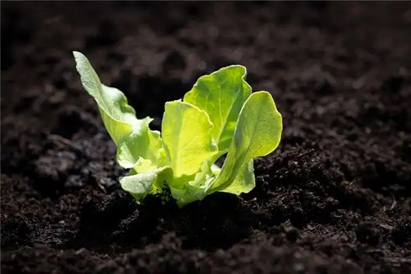 Dreaming of Lettuce Meaning and Interpretation - NuvoraDream - DreamDecode-DreamDecode