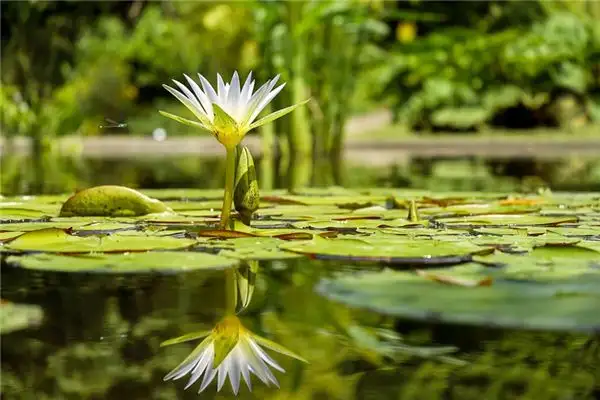 Dreaming of a Pond Meaning and Interpretation - NuvoraDream - DreamDecode-DreamDecode