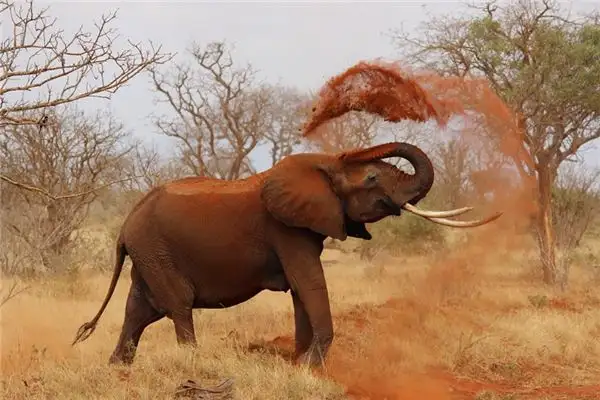 Dreaming of Africa Meaning and Interpretation - NuvoraDream-DreamDecode