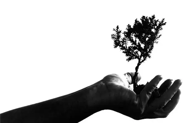 Dream Interpretation Planting Trees Meaning in Dreams NuvoraDream - DreamDecode-DreamDecode