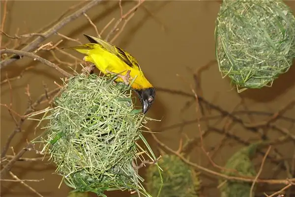 Dream Interpretation of Building a Nest NuvoraDream - DreamDecode-DreamDecode