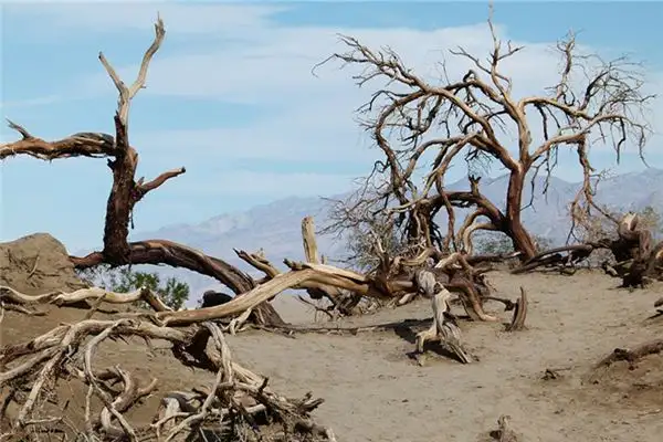 Dream Interpretation Dead Trees and Broken Branches Meaning - DreamDecode-DreamDecode