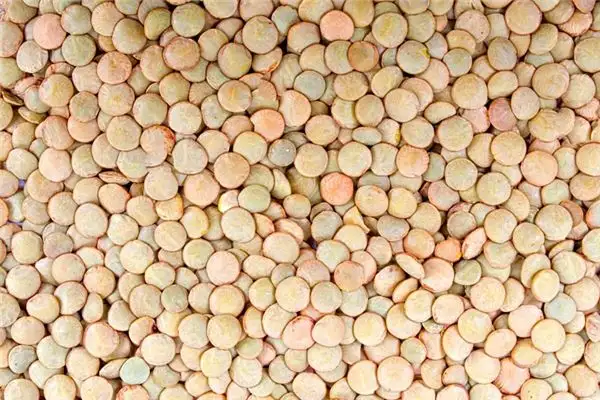 Dreaming of Lentils Meaning and Interpretation - NuvoraDream-DreamDecode