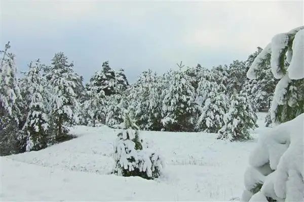 Dream Interpretation Walking in a Snow Covered Forest Meaning - DreamDecode-DreamDecode