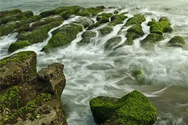 Dream of Algae Meaning and Interpretation - NuvoraDream - DreamDecode-DreamDecode