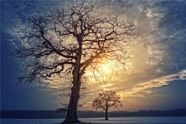 Dream Interpretation of Tree Branches - NuvoraDream-DreamDecode