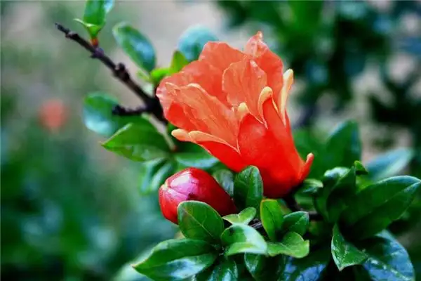 Dream of Pomegranate Tree Blooming Meaning - NuvoraDream - DreamDecode-DreamDecode