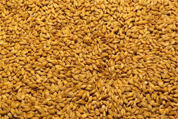 Dream of Malt Meaning and Interpretation - NuvoraDream-DreamDecode