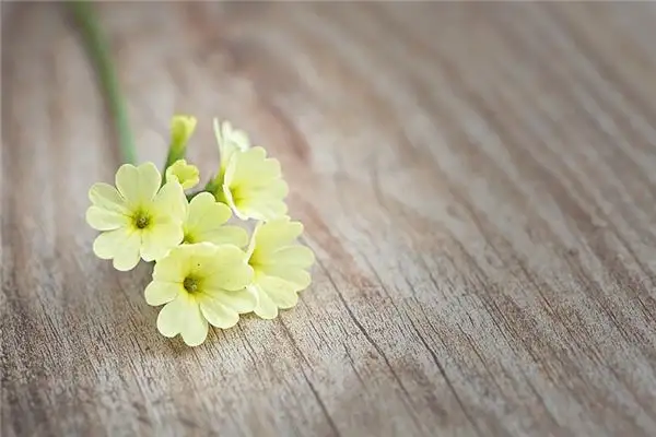 Dreaming of Winter Jasmine Meaning and Interpretation - NuvoraDream - DreamDecode-DreamDecode
