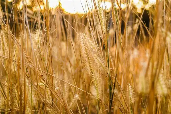 Dream Interpretation of Seeing Wild Grass NuvoraDream - DreamDecode-DreamDecode