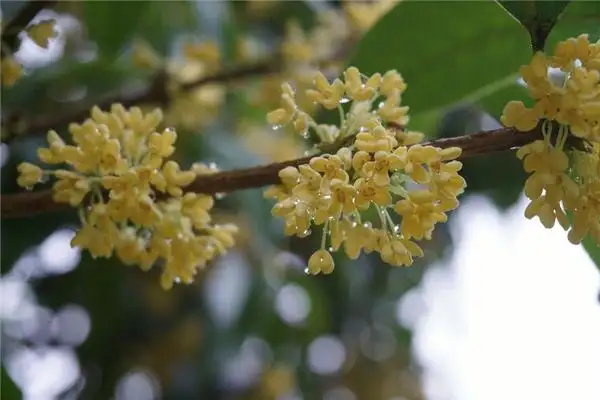 Dream of Osmanthus and Laurel Meaning Interpretation-DreamDecode