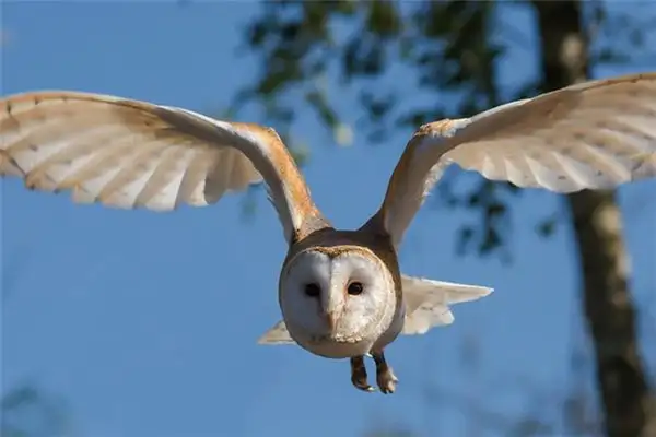 Dreaming of Wings Meaning and Interpretation - NuvoraDream