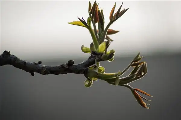 Dream Interpretation Tree Sprouting Meaning NuvoraDream - DreamDecode-DreamDecode