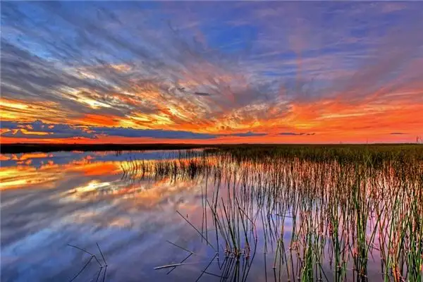Dreaming of Swamps Meaning and Interpretation - NuvoraDream-DreamDecode