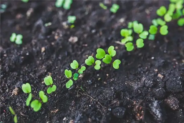 Dream Interpretation of Seeing Saplings - NuvoraDream