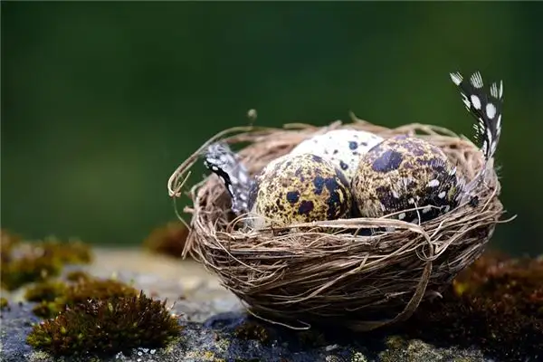 Dream Interpretation of Reproduction in Dreams - NuvoraDream-DreamDecode