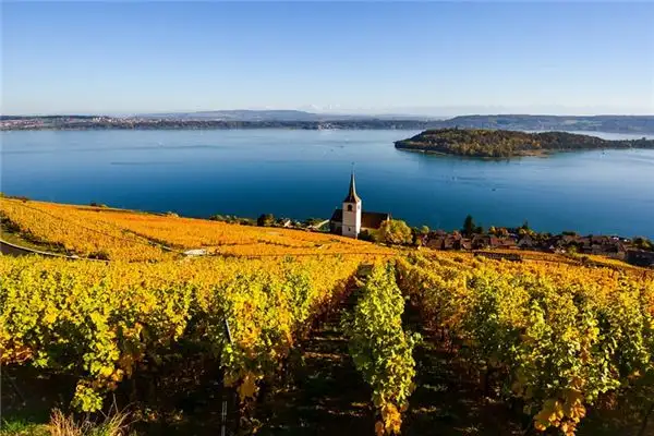 Dream of Grapevine Meaning and Interpretation - NuvoraDream-DreamDecode