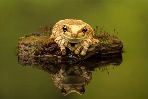 Dream of Golden Toad Meaning and Interpretation - NuvoraDream-DreamDecode
