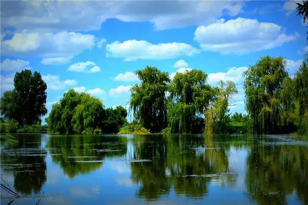 Dreaming of Willow Trees Meaning and Interpretation-DreamDecode