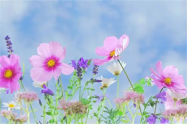 Dream Interpretation of Various Flowers Blooming - NuvoraDream-DreamDecode