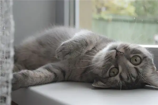 Dream Interpretation of Laziness in Sleep - NuvoraDream