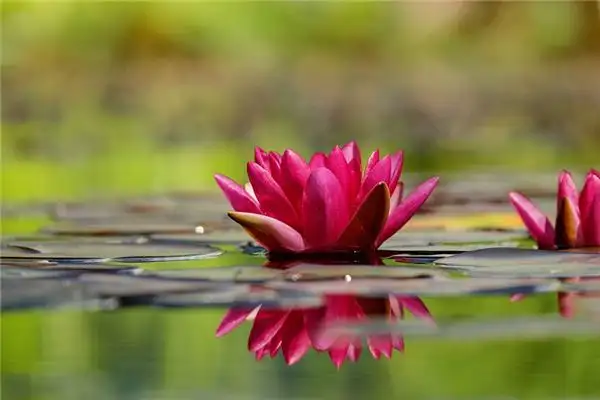 Dream of Water Lilies Meaning - Nuvora Dream Interpretation-DreamDecode