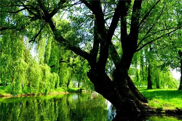 Dreaming of Willow Trees Meaning and Interpretation - NuvoraDream-DreamDecode