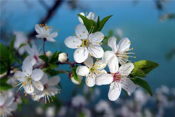 Dream of Cherry Blossoms in Full Bloom Meaning and Interpretation - DreamDecode-DreamDecode