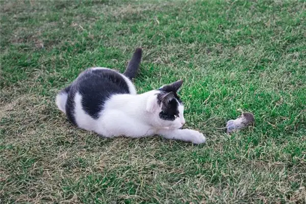 Dream Interpretation of Cat Catching Mouse - NuvoraDream - DreamDecode-DreamDecode