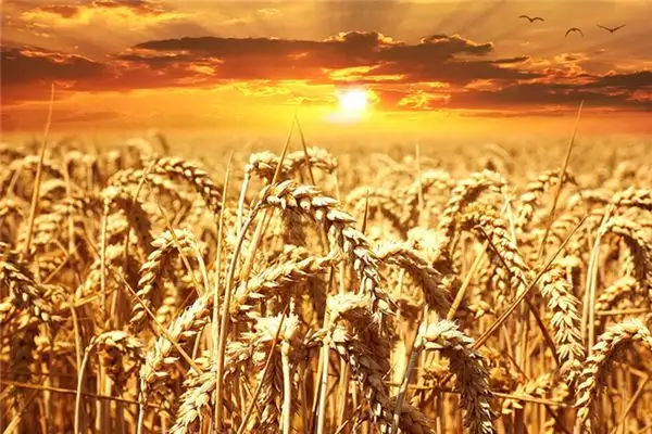 Dream Interpretation of Carrying Grain in Your Sleep - NuvoraDream - DreamDecode-DreamDecode
