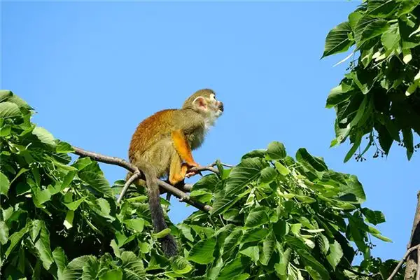 Dream Interpretation Sitting on a Tree Meaning - NuvoraDream - DreamDecode-DreamDecode