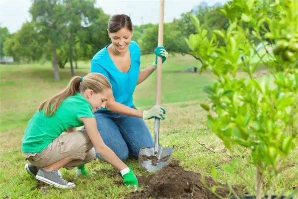 Dream Interpretation Planting Trees Meaning - NuvoraDream - DreamDecode-DreamDecode