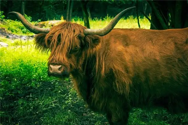 Dream Interpretation of Seeing a Bull\'s Head - NuvoraDream