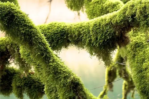 Dreaming of Moss Meaning and Interpretation - NuvoraDream - DreamDecode-DreamDecode