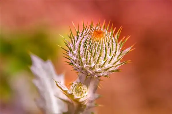 Dreaming of Thorns Meaning and Interpretation - NuvoraDream-DreamDecode