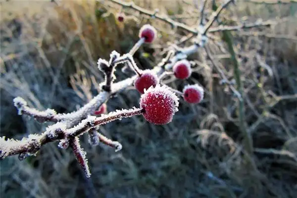 Frost Falling in Dreams Meaning - NuvoraDream - DreamDecode-DreamDecode