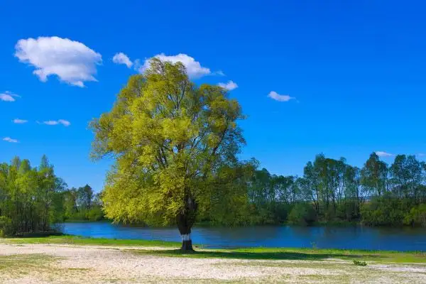 Dreaming of River Banks and Levees Meaning and Interpretation - DreamDecode-DreamDecode
