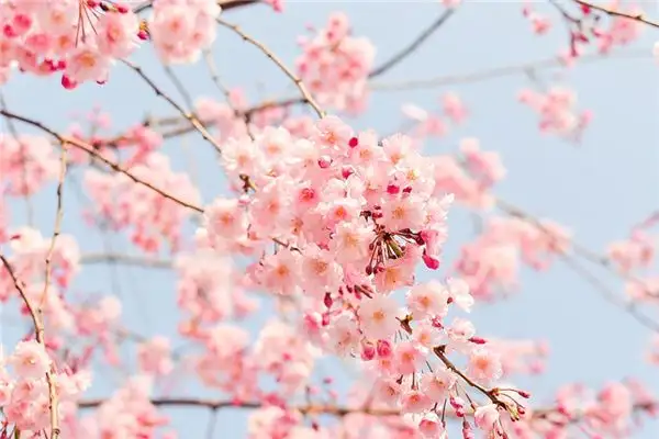 Dream of Carnation Meaning and Interpretation - NuvoraDream - DreamDecode-DreamDecode