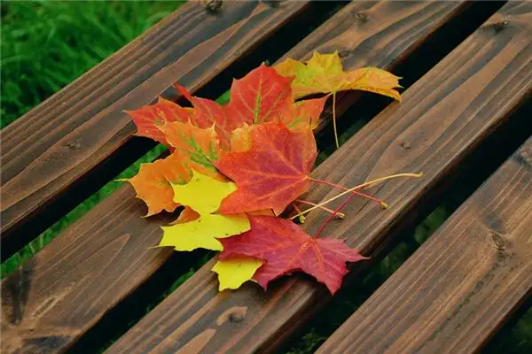 Dream Interpretation Sweeping Leaves Meaning - DreamDecode-DreamDecode