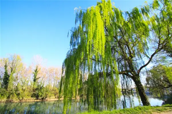 Dream Interpretation of Willow Branches Swaying in the Wind - NuvoraDream - DreamDecode-DreamDecode