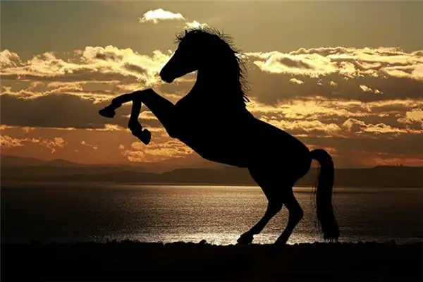 Dreaming of a Big Horse Meaning and Interpretation - NuvoraDream-DreamDecode