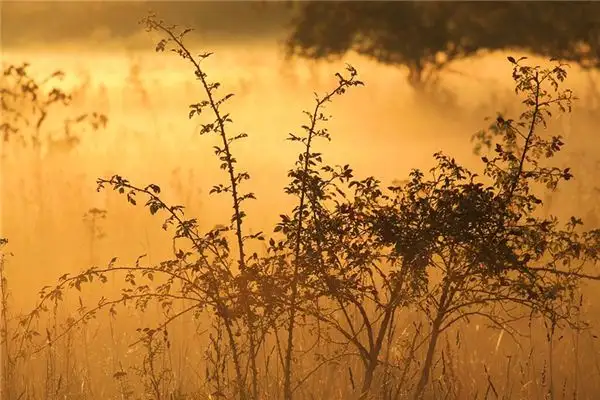 Dream Interpretation of Seeing Bushes in Dreams - NuvoraDream-DreamDecode