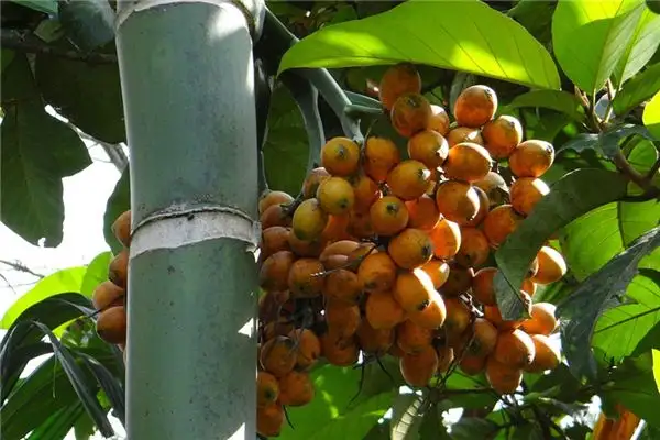 Dreaming of Betel Nut Meaning and Interpretation - NuvoraDream - DreamDecode-DreamDecode