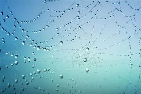Dream of Dew Drops Meaning and Interpretation - NuvoraDream - DreamDecode-DreamDecode