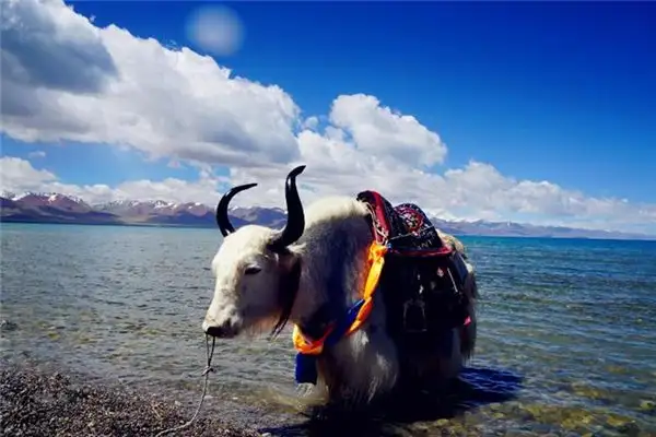 Dreaming of Riding a Cow Across a River Meaning and Interpretation - NuvoraDream-DreamDecode