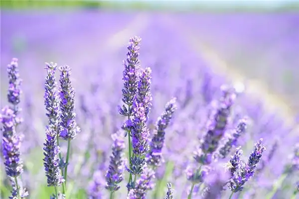 Dreaming of Lavender Meaning and Interpretation - NuvoraDream - DreamDecode-DreamDecode