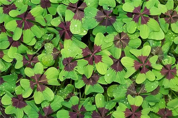 Dream Interpretation of Good Luck Symbols-DreamDecode