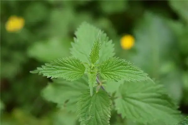 Dreaming of Nettles Meaning and Interpretation - NuvoraDream-DreamDecode