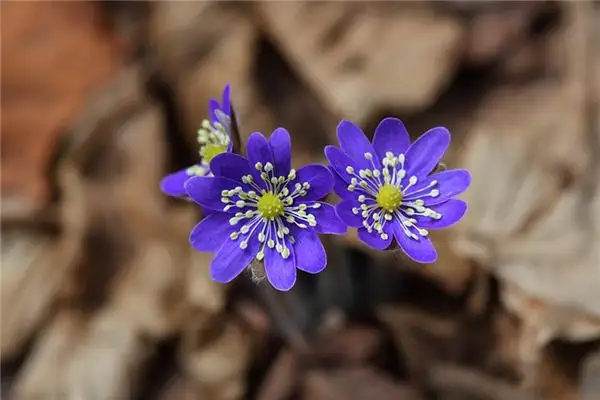Dream of Wild Flowers Meaning and Interpretation - NuvoraDream - DreamDecode-DreamDecode